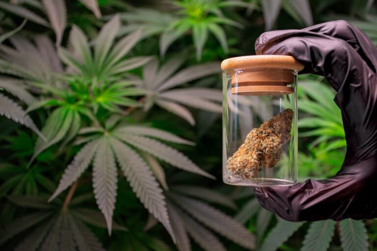 Europa omfamnar medicinsk cannabis